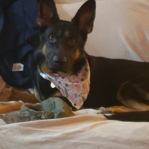 Meet your Posher, Bob